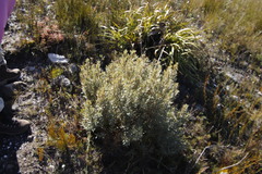 Grubbia tomentosa