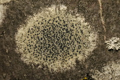 Lecidella elaeochroma