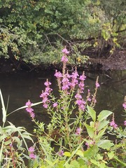 Lythrum salicaria