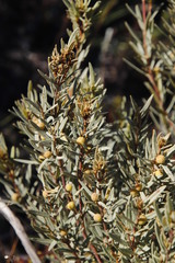 Grubbia tomentosa