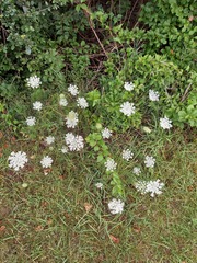 Daucus carota
