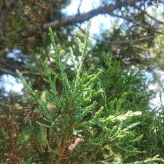 Juniperus deppeana deppeana