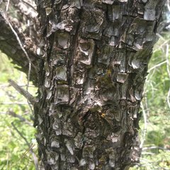 Juniperus deppeana deppeana