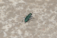Cicindela nigrocoerulea