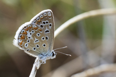 Polyommatus