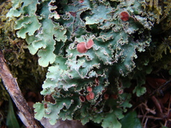 Pseudocyphellaria glabra