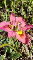 Moraea tricolor