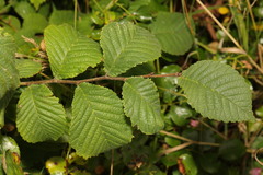 Ulmus glabra