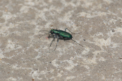 Cicindela nigrocoerulea