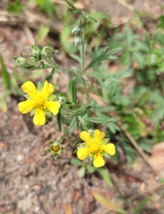 Potentilla argentea