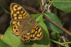Pararge aegeria