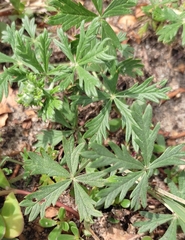 Potentilla argentea