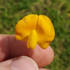 Arachis glabrata