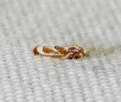 Philonome clemensella