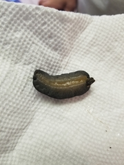 Belocaulus angustipes