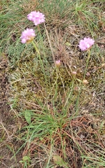 Armeria maritima