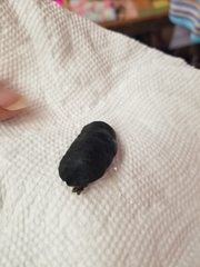 Belocaulus angustipes