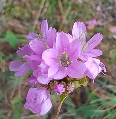 Armeria maritima