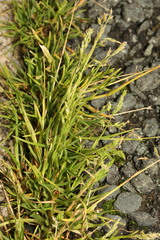 Poa annua