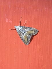 Evergestis subterminalis