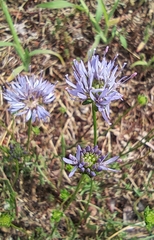 Jasione montana