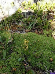 Chamorchis alpina