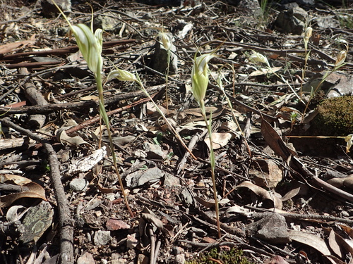 Image of Pterostylis reflexa by (c) ronavery, some rights reserved (CC BY)
