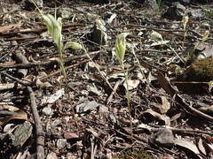 Pterostylis revoluta