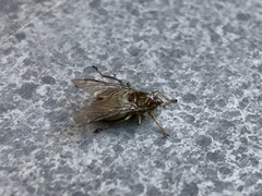 Ornithomya avicularia