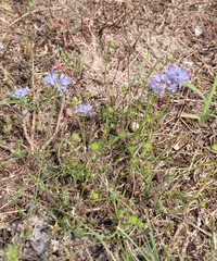 Jasione montana