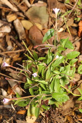 Epilobium montanum