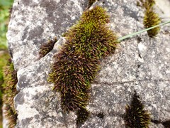 Schistidium dupretii