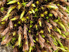 Schistidium dupretii