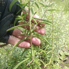 Stevia viscida