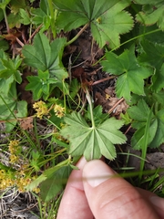 Alchemilla glabra