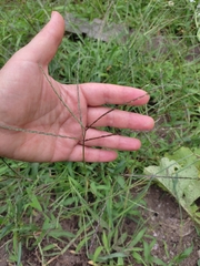 Digitaria sanguinalis