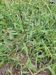 Digitaria sanguinalis