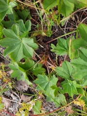 Alchemilla glabra