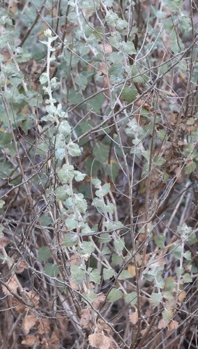 photo of California Brickellbush (Brickellia californica)