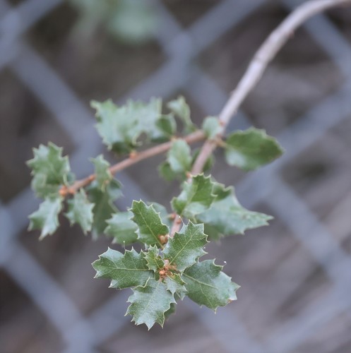 photo of California Scrub Oak (Quercus berberidifolia)