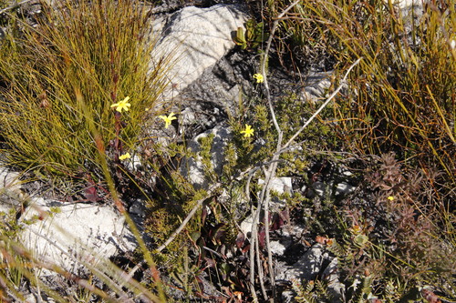 Image of Othonna multicaulis by (c) Tony Rebelo, some rights reserved (CC BY-SA)