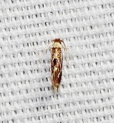 Philonome clemensella