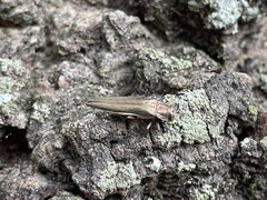 Agrilus macer