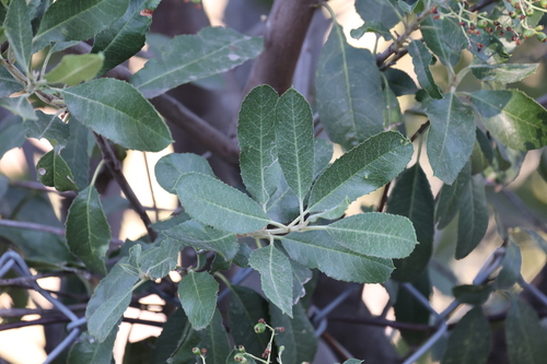 photo of Toyon (Heteromeles arbutifolia)
