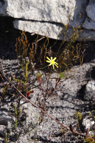 Image of Othonna multicaulis by (c) Tony Rebelo, some rights reserved (CC BY-SA)