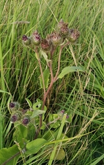 Arctium × ambiguum