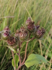 Arctium × ambiguum