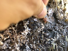 Platismatia norvegica