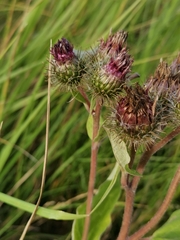 Arctium × ambiguum