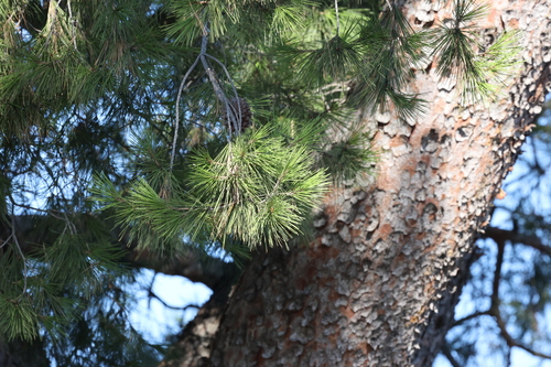 photo of Aleppo Pine (Pinus halepensis)
